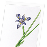 Sisyrinchium iris (Pack of 8 cards)