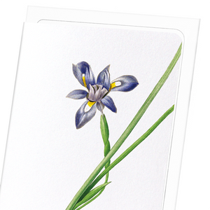 Sisyrinchium iris (Pack of 8 cards)