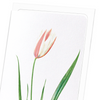 Lady tulip (Pack of 8 cards)