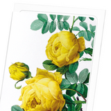 Yellow roses (Pack of 8 cards)