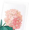 Hortensia (Pack of 8 cards)