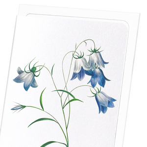 Campanula (Pack of 8 cards)