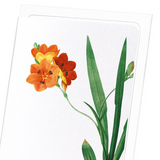 Corn lily (Pack of 8 cards)