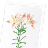 Lily of the incas (Pack of 8 cards)