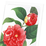 Japanese camellia (Pack of 8 cards)