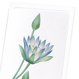 Blue lotus (Pack of 8 cards)