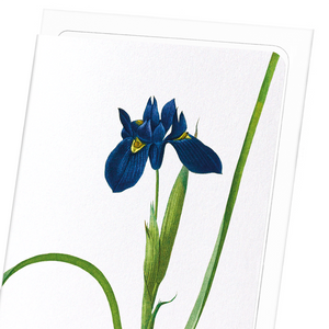 Iris lisyrinchium (Pack of 8 cards)