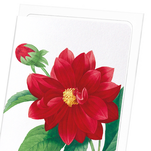 Dahlia double (Pack of 8 cards)