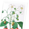 Strawberry (Pack of 8 cards)