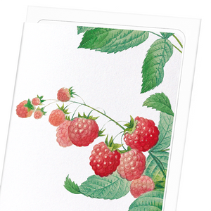 Raspberry (Pack of 8 cards)