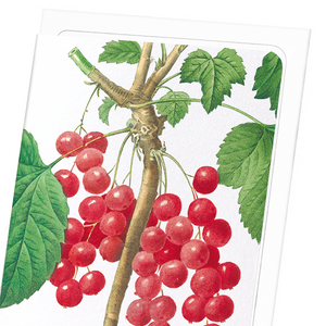 Red currants (Pack of 8 cards)