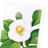 Japanese camellia (Pack of 8 cards)