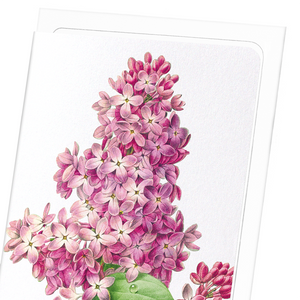 Lilac (Pack of 8 cards)