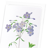 Phlox (Pack of 8 cards)