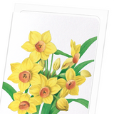 Daffodil (Pack of 8 cards)