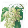 Grapes and vine leaves (Pack of 8 cards)