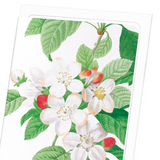 Flores mali of the apple tree (Pack of 8 cards)