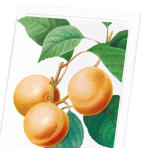 Apricot (Pack of 8 cards)