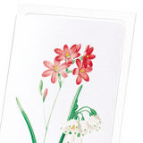 Ixia scariosa (Pack of 8 cards)