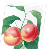 Peach No.2 (Pack of 8 cards)