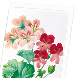 Geranium (Pack of 8 cards)