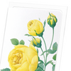 Yellow roses (Pack of 8 cards)