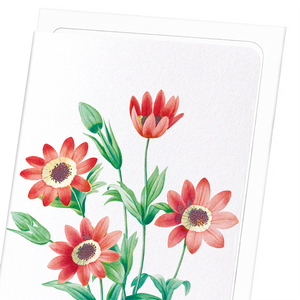 Anemone stellata (Pack of 8 cards)