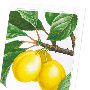 Plums on a branch  (Pack of 8 cards)