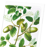 Cork oak tree acorns (Pack of 8 cards)