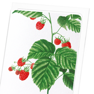 Raspberry branch  (Pack of 8 cards)