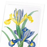 Spanish Iris (Pack of 8 cards)