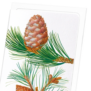 Aleppo pine & conifer cones (Pack of 8 cards)