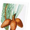 Pitch pine (Pack of 8 cards)