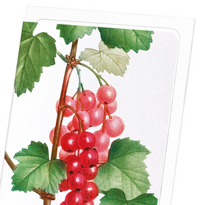 Redcurrant fruit (Pack of 8 cards)