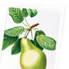 Pear No.1 (Pack of 8 cards)