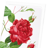 Red bengal red rose (Pack of 8 cards)