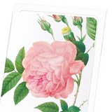 Pink rose No.1 (Pack of 8 cards)