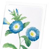 Field bindweed (Pack of 8 cards)