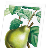 Pear No.2 (Pack of 8 cards)