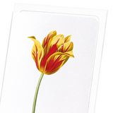 Didier's tulip (Pack of 8 cards)