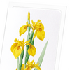 Yellow iris (Pack of 8 cards)