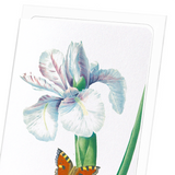 Spanish Iris No.2 (Pack of 8 cards)