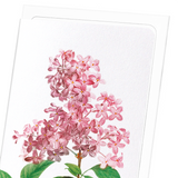 Lilac No.2 (Pack of 8 cards)