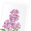 Lilac No.3 (Pack of 8 cards)