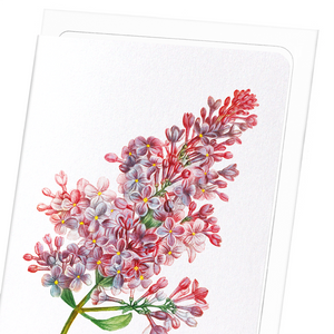 Lilac No.4 (Pack of 8 cards)