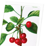 Cherries No. 2 (Pack of 8 cards)