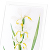 Iris  (Pack of 8 cards)