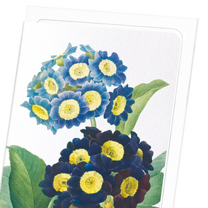 Primula auricula No.1 (Pack of 8 cards)