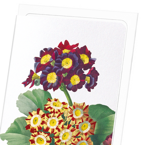 Primula auricula No.2 (Pack of 8 cards)