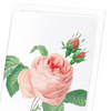 Pink rose No.2 (Pack of 8 cards)